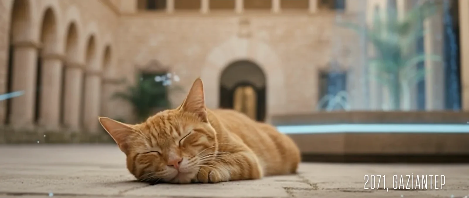 A cat in a quiet courtyard.